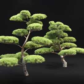 Bonsai